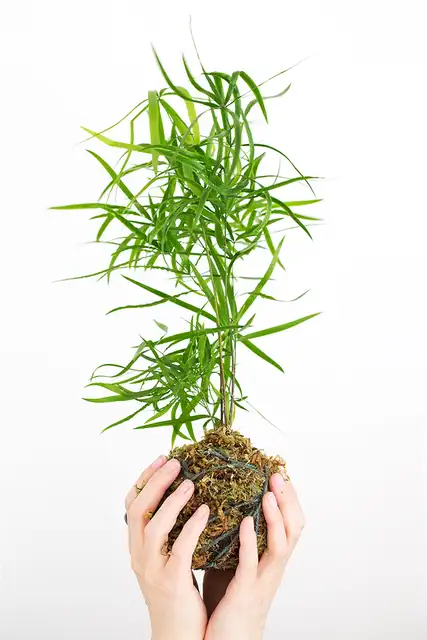 Красивый плантатор Kokedama