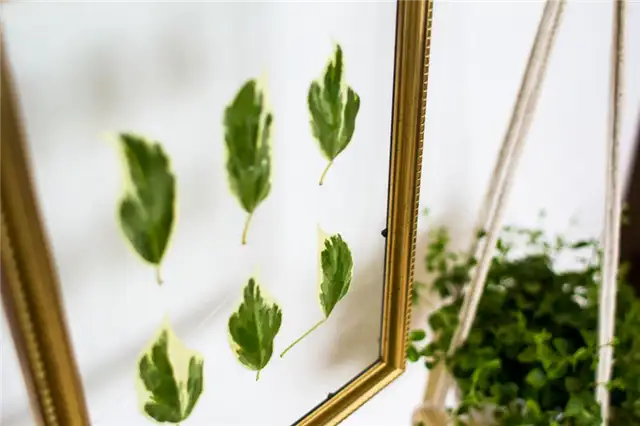 Подвесные золотые рамки для листьев DIY (своими руками) Ближе