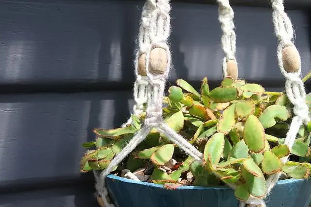 DIY (своими руками) Bohemian Macrame Plant Hanger - ближе к корзине