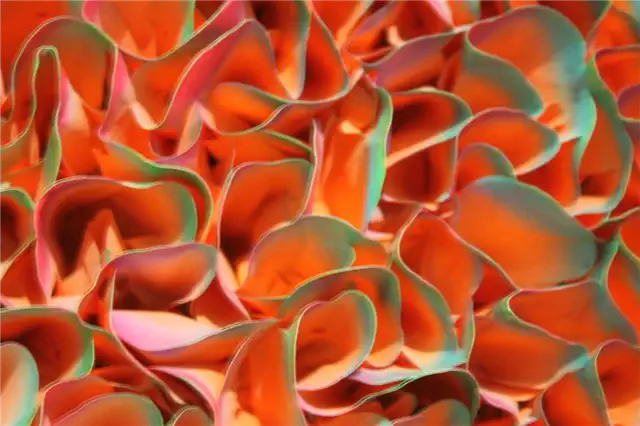 Дизайн Alida Anderson Art Projects