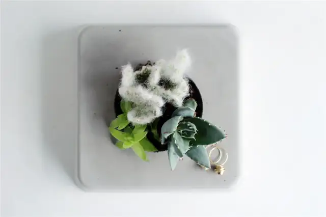 DIY (своими руками)-Concrete-Succulent-Planter-Top-View