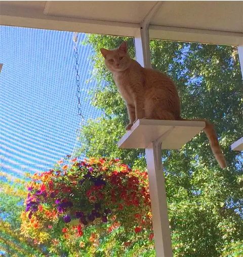 кошка на полке