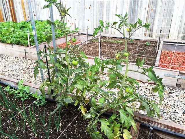 Raised Garden Box - планирование для вьющихся растений