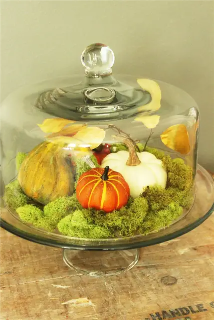 Красивая тыквенная грядка DIY (своими руками) Domed Pumpkin Patch