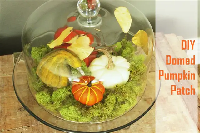DIY (своими руками) Domed Pumpkin Patch