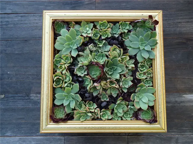 Настенное искусство из суккулентов
