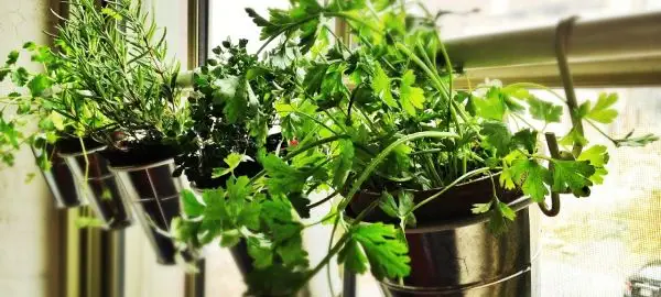 WindowHerbGarden