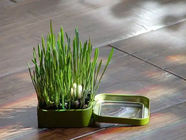 altoidgrass