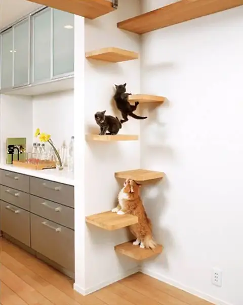 угловые кошачьи лестницы