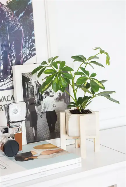 Бетонный плантатор DIy
