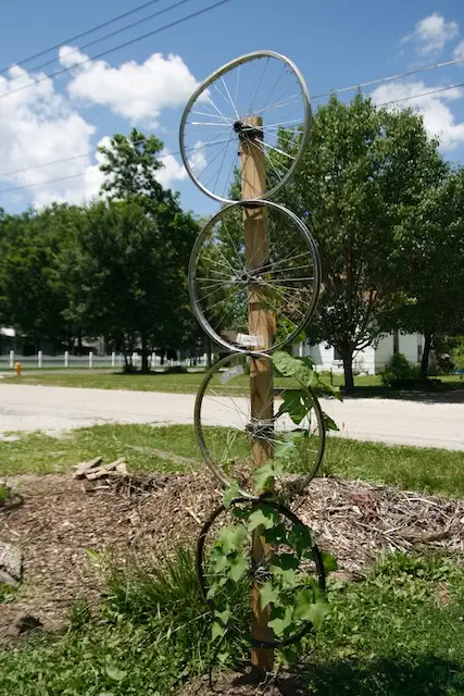 Luffa-Bike-Wheel-Trellis
