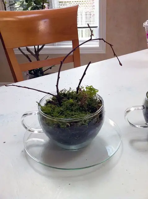 diy-terrarium3