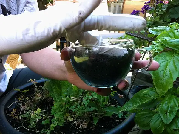 diy-terrarium1