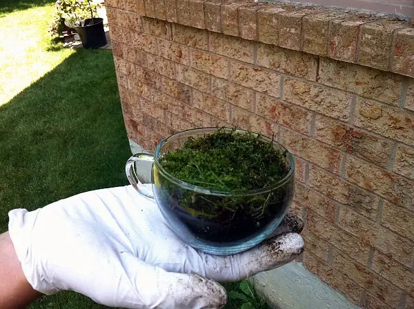 diy-terrarium2
