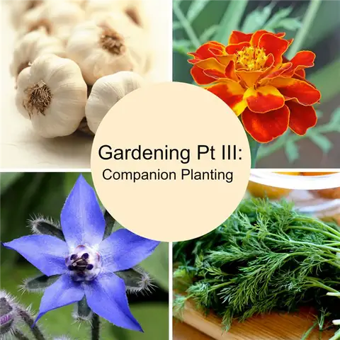 companion-planting-cover1