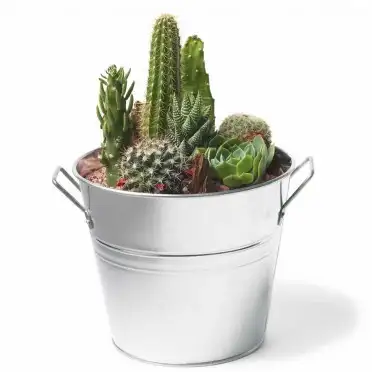 zm_oasis-garden-tin-bckt