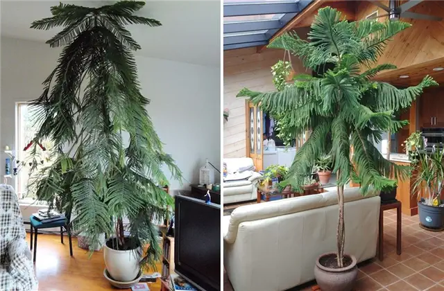 Древовидное растение Araucaria heterophylla