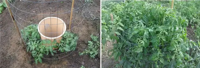 Проволочная клетка для томатов DIY (своими руками)