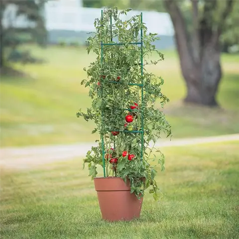 Blue Ribbon 3-Pack Ultomato Tomato Plant Cage