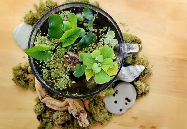 table-top-oasis-3-500x346