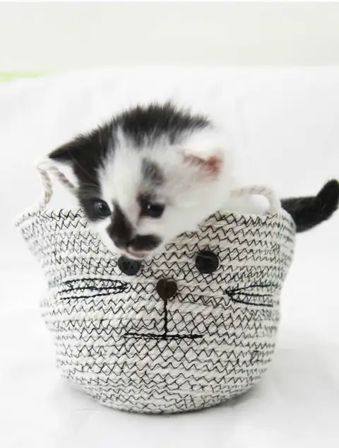 корзина для кошек