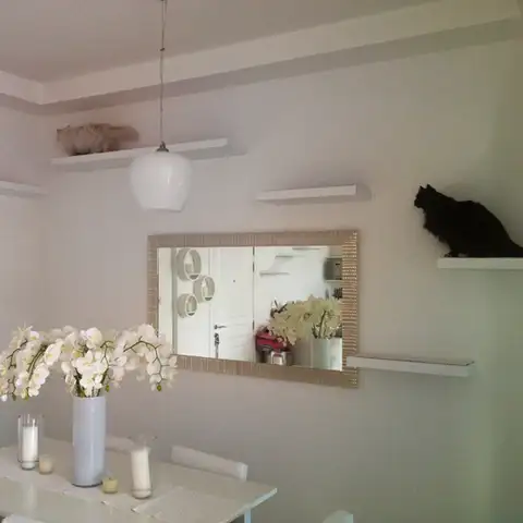 Современный кошачий альпинарий