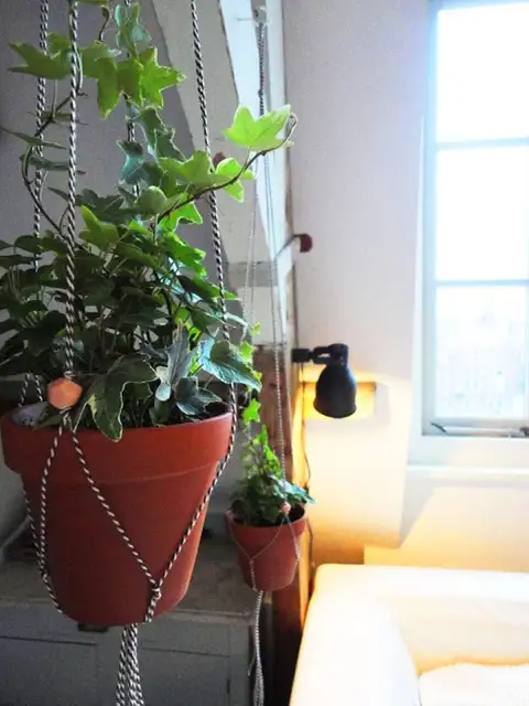 diy-hanging-macrame-plants