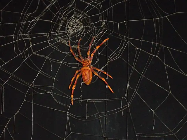 Imagineering-Disney_Haunted-Mansion_spider