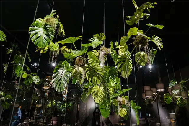 Подвесные растения на Roberto Cavalli Salone del milano 2017
