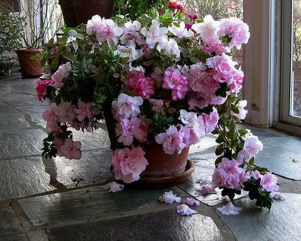 Рододендрон Симса
