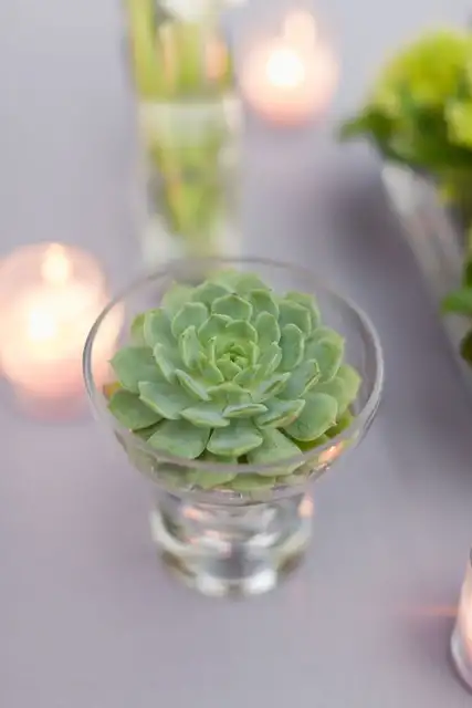 eheartsc-succulent-36metrov