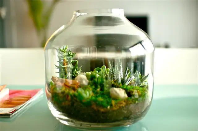 microworld-in-glass-gardening-succulent-terrarium